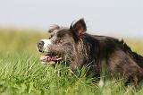 BORDER COLLIE 1415